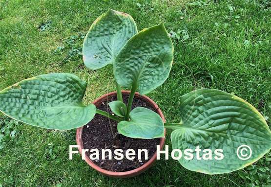 Hosta Pewter Goblet